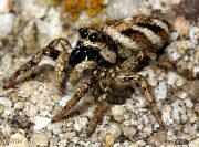 Zebra Jumping Spider