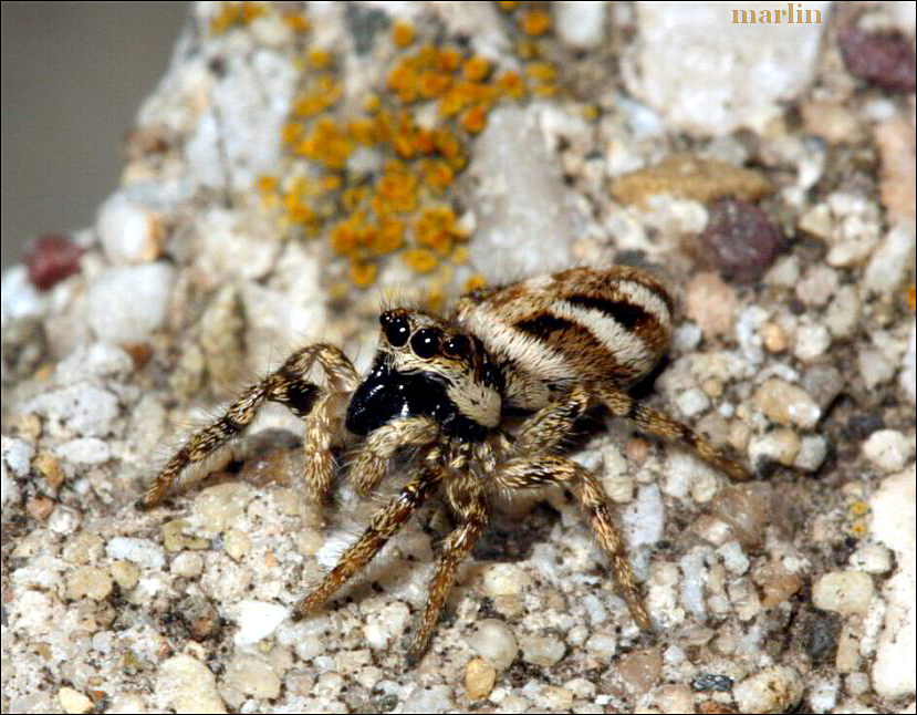 Zebra Jumping Spider - Salticus scenicus