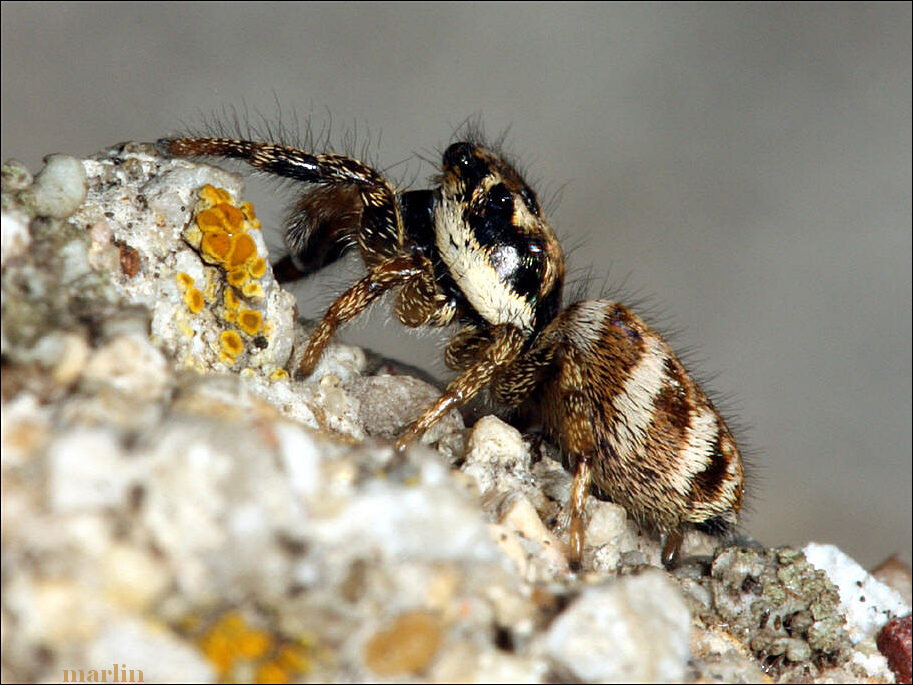 Zebra Jumping Spider - Salticus scenicus