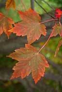 Autumn Flame Red Maple - Acer rubrum 'Autumn Flame'