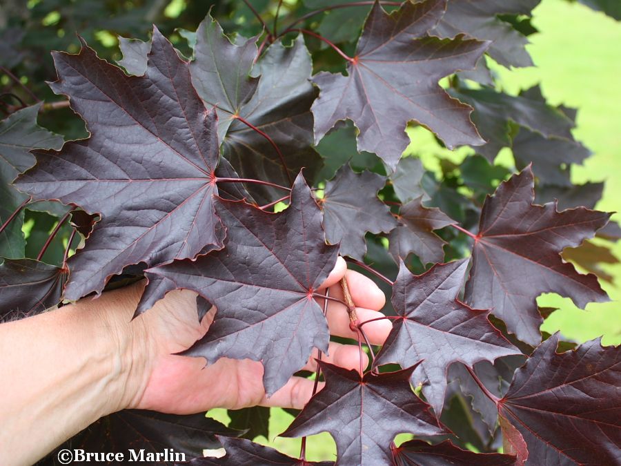 Norway Maple Tree Acer Platanoides Crimson King North American Insects Spiders