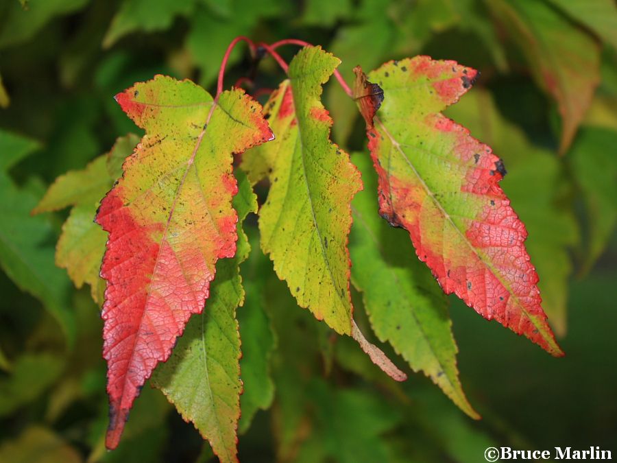 Durand Dwarf Maple fall colors