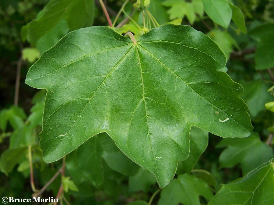 Hedge Maple foliage