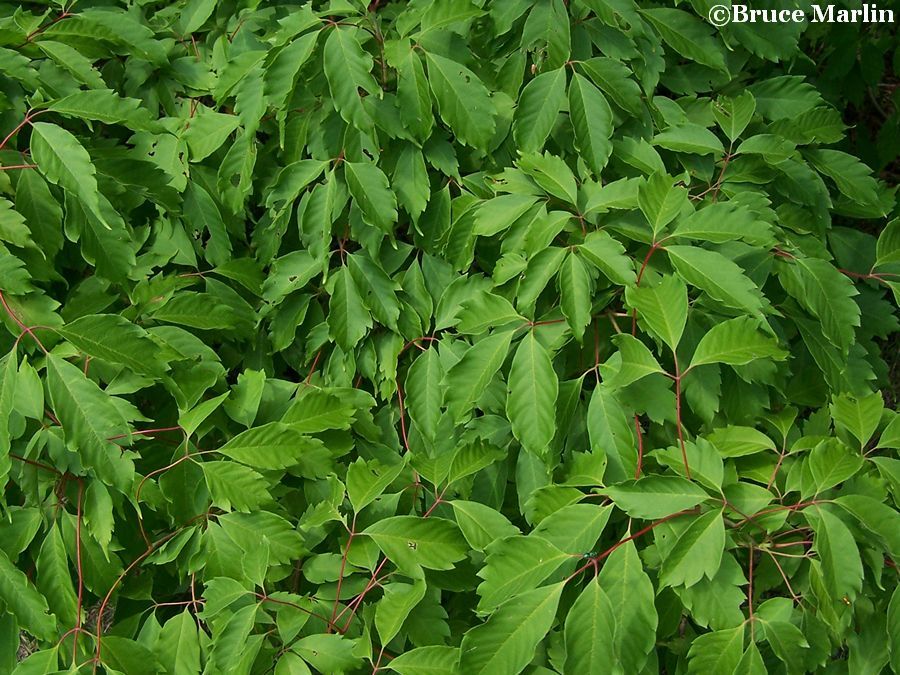 Ivy-Leaved Maplefoliage
