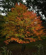 Snakeskin Maple - Acer grosseri