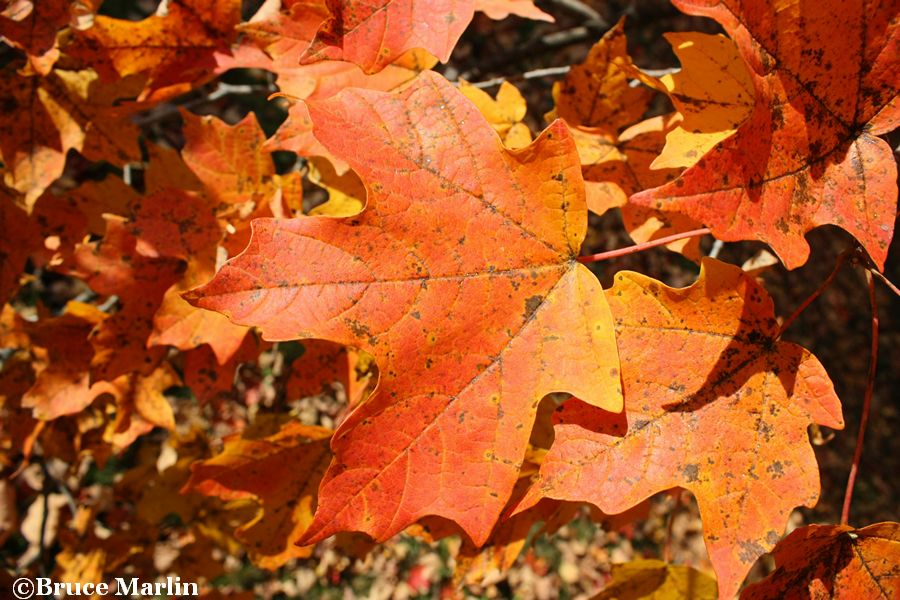 Temple's Upright Sugar Maple fall foliage