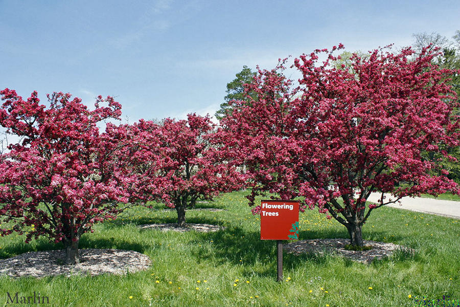 Flowering Adams Crabapple Trees