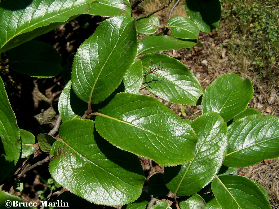 Southern Black Haw foliage