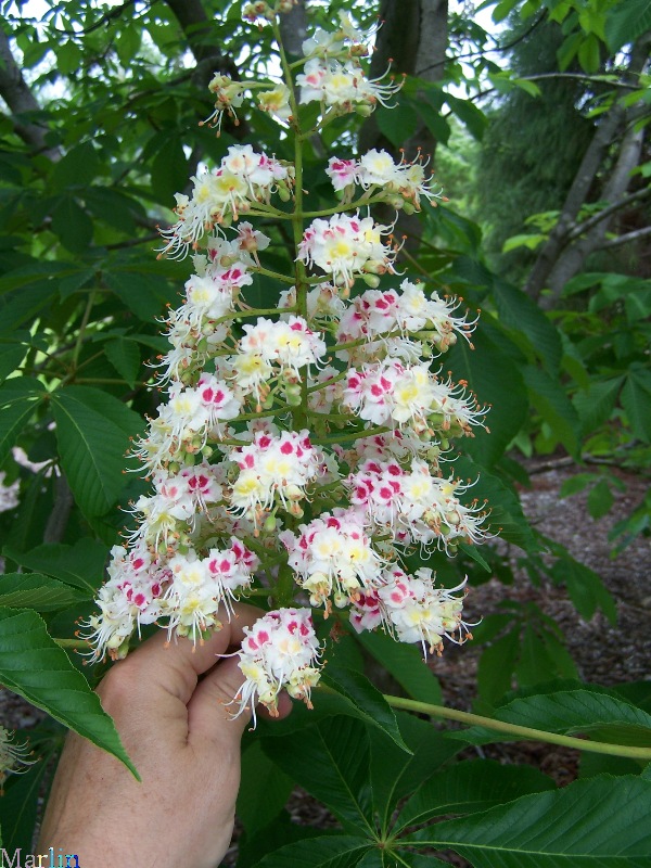 Japanese Horse Chestnut Flowers