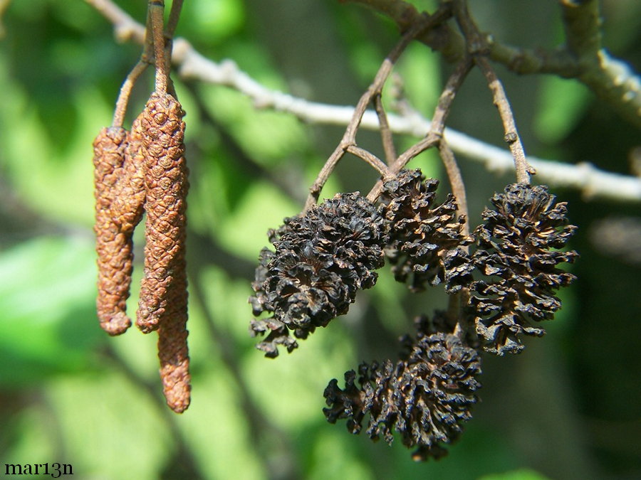 Pyramidal Black Alder catkins and strobiles