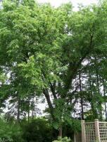 American Elm