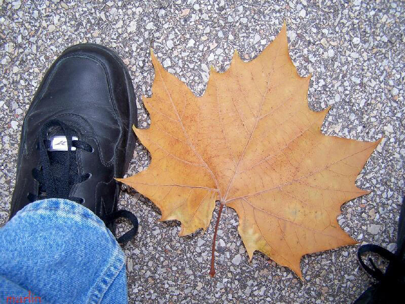 American Sycamore Leaf