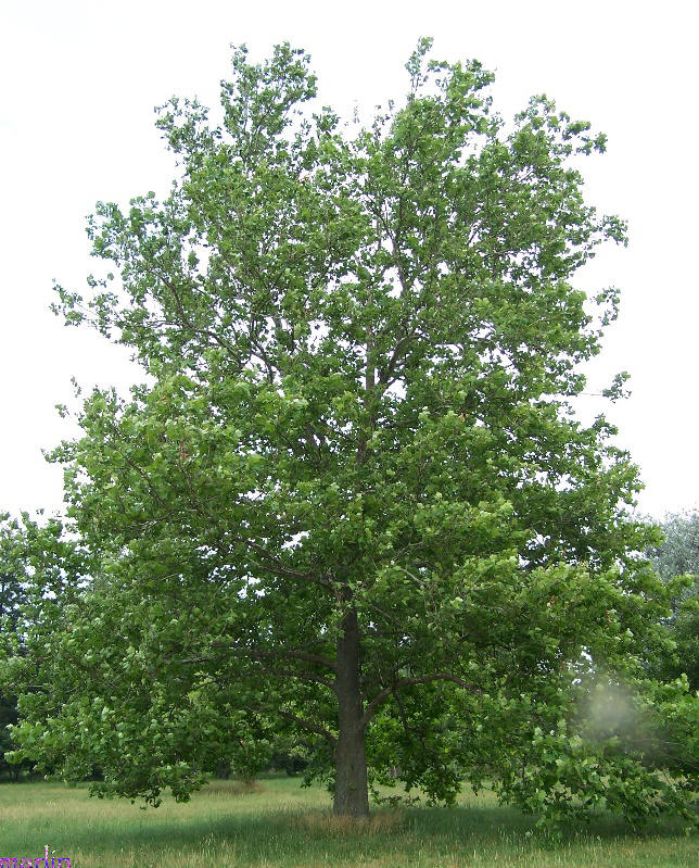 American Sycamore Tree