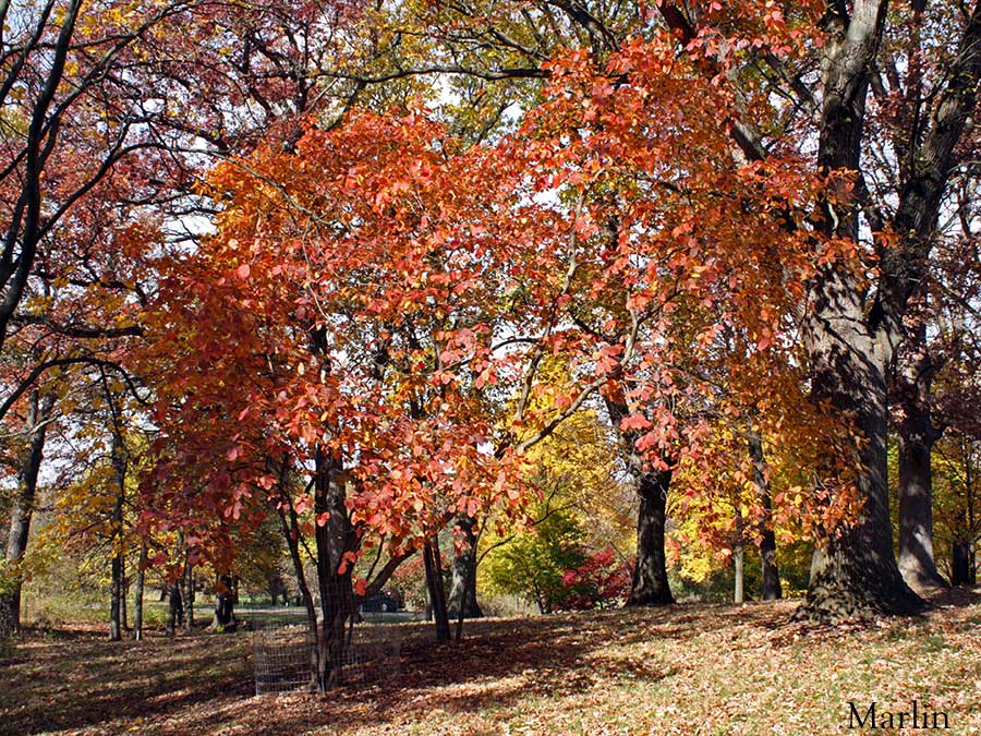 American Smoke Tree