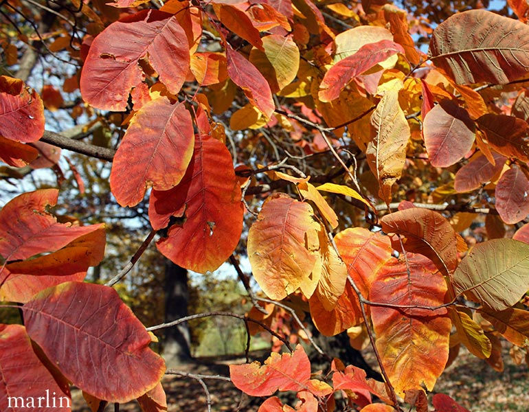 American Smoke Tree Foliage