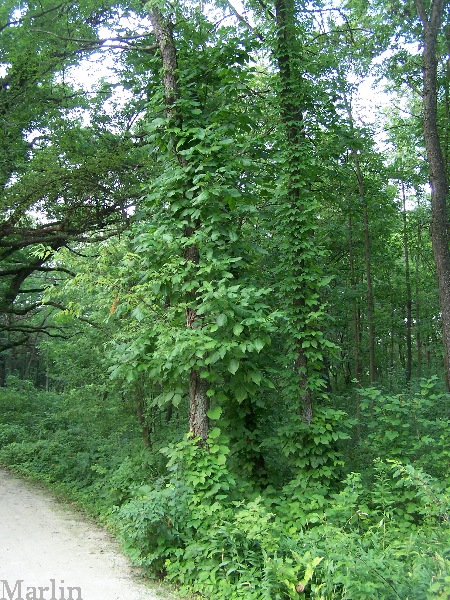 Poison Ivy as Climbing Vine