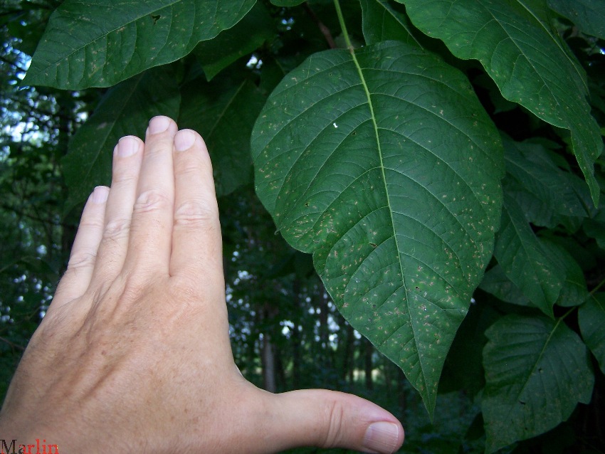 Poison Ivy - Toxicodendron radicans - North American ...