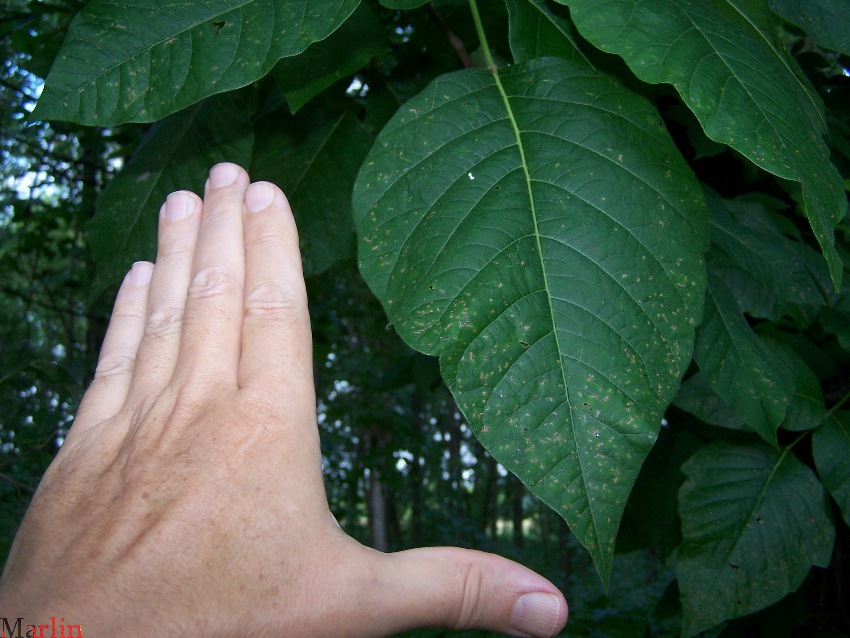 Poison Ivy