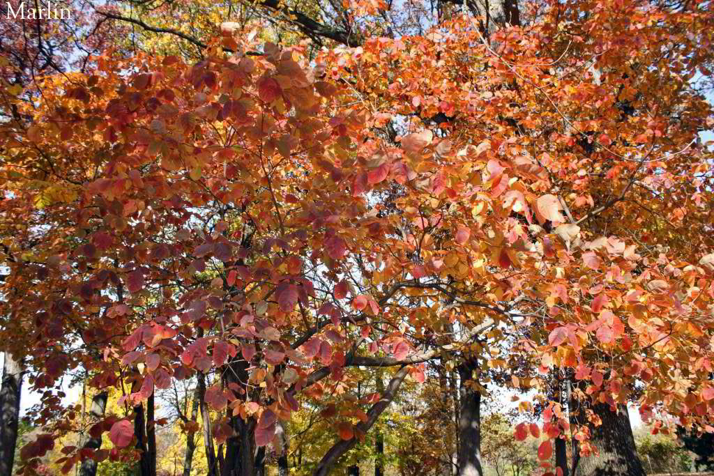 American Smoke Tree - Cotinus obovatus