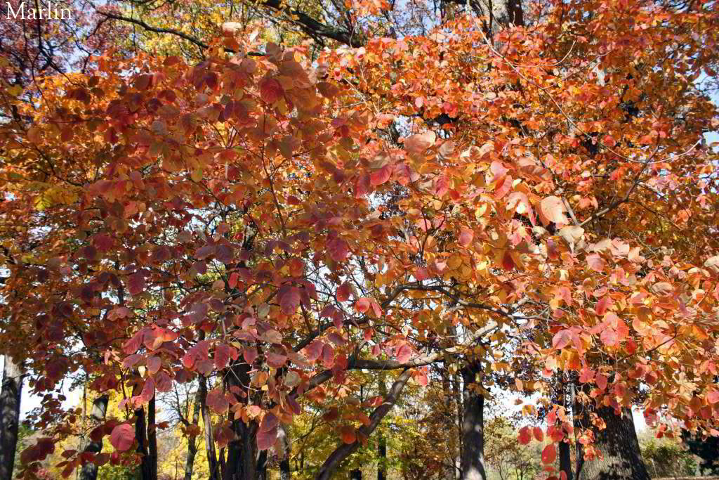 American Smoke Tree - Cotinus obovatus