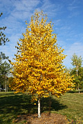 Asian White Birch - Betula platyphylla