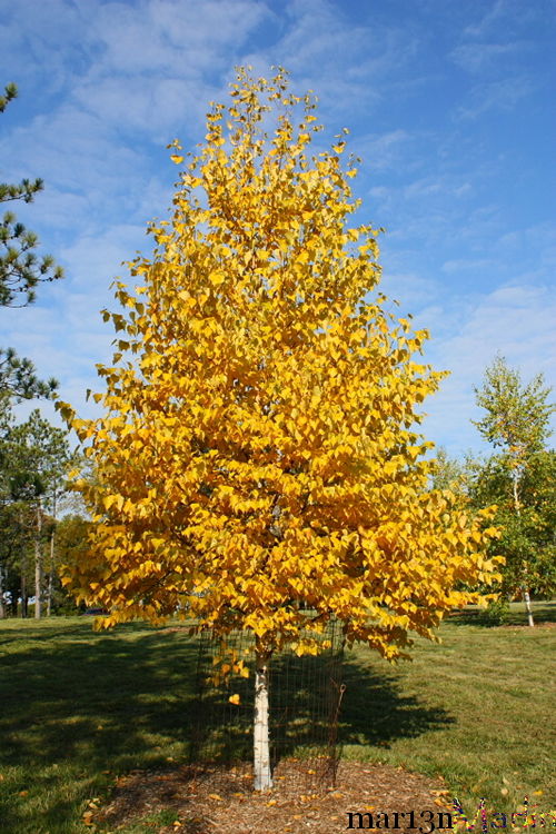 Asian White Birch