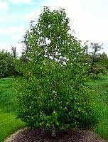 Japanese White Birch