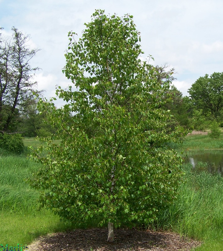 Japanese White Birch