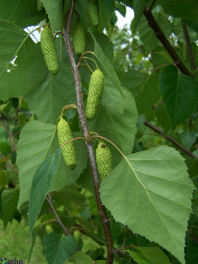 Japanese white birch foliage & catkins