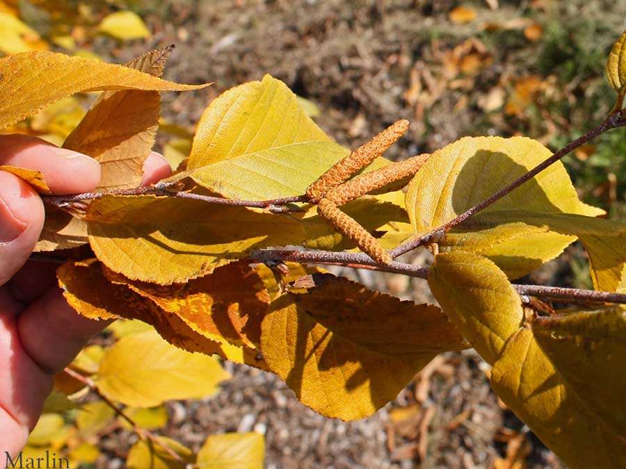 Schmidt's Birch Foliage and Catkins