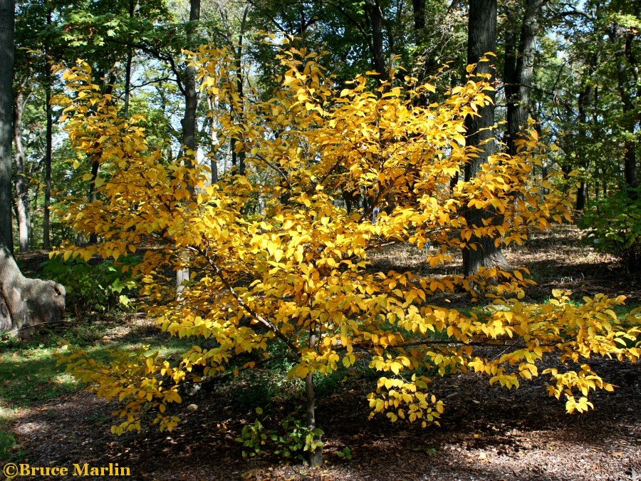 American Hornbeam - Carpinus caroliniana