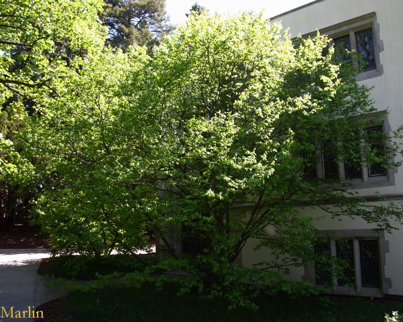 American Hornbeam in summer foliage