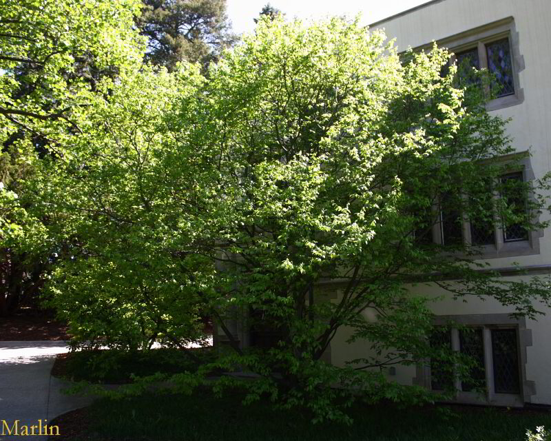 American Hornbeam in summer foliage