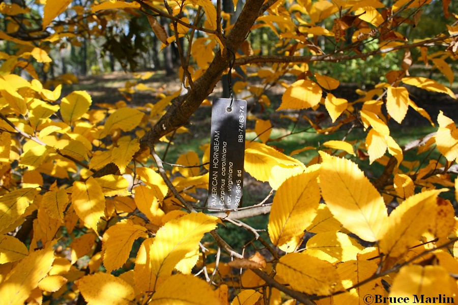 American Hornbeam fall foliage