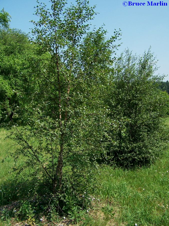 Arctic Moor Birch