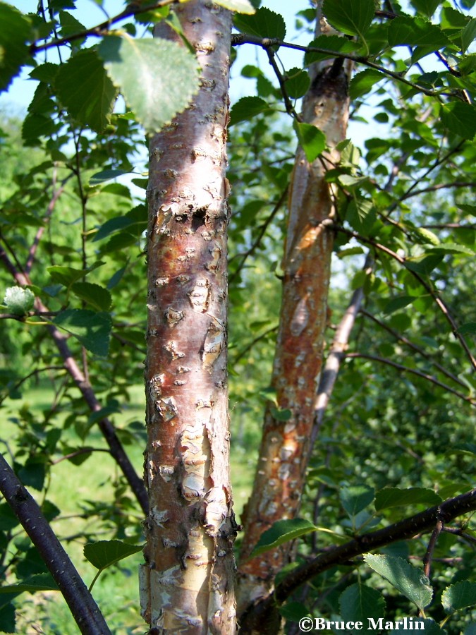 Arctic Moor Birch bark