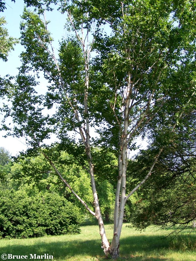 Dahurian birch in summer