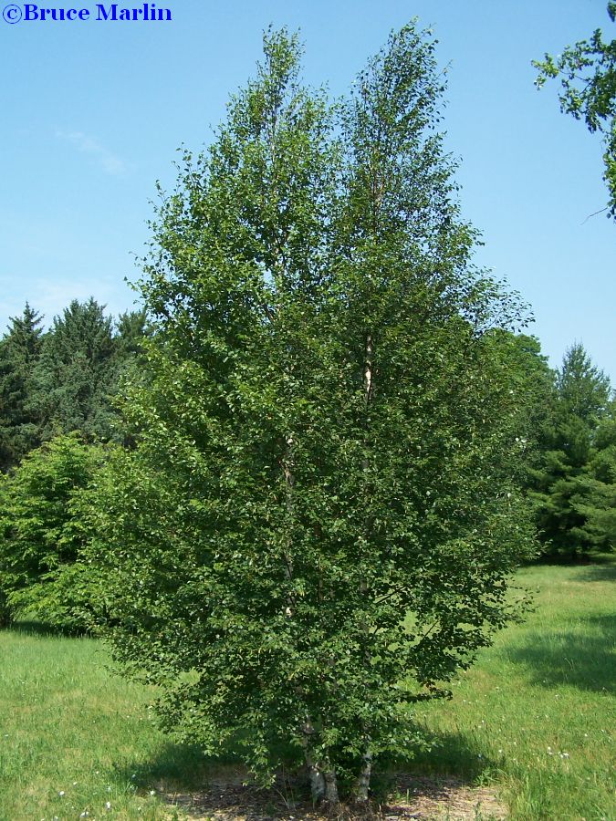Downy Birch in summer
