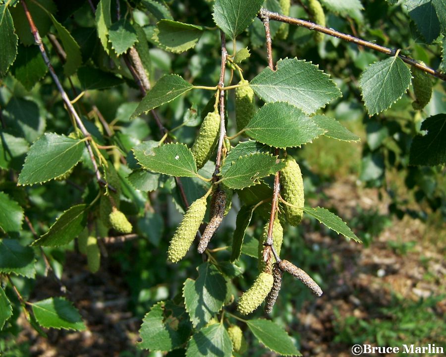 Downy Birch foliage & catkins