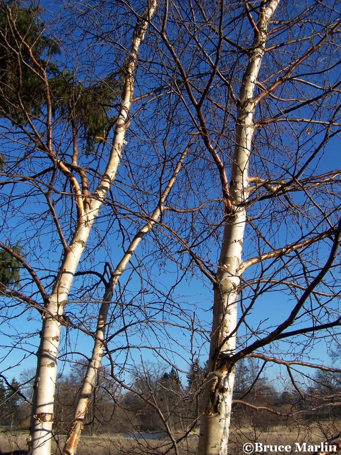 Downy Birch springtime budding