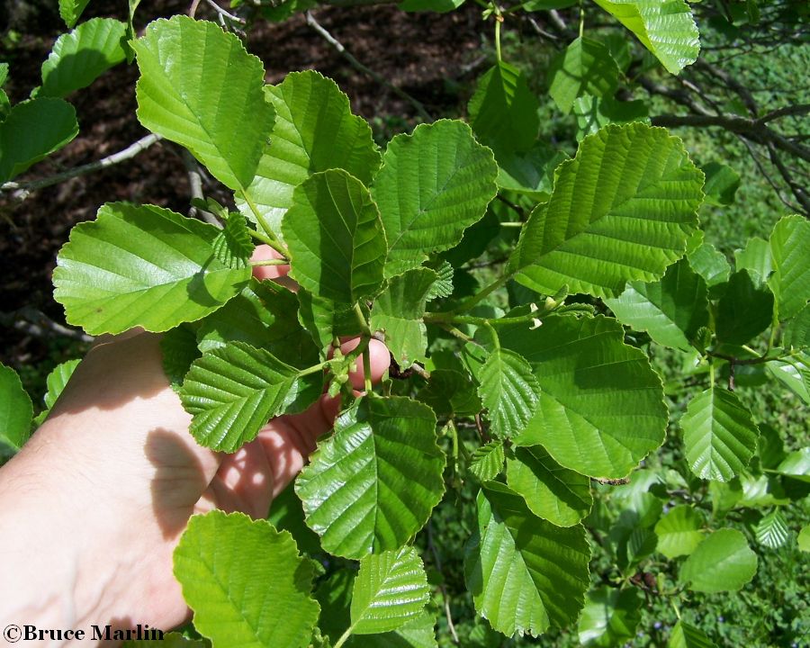 European Black Alder foliage