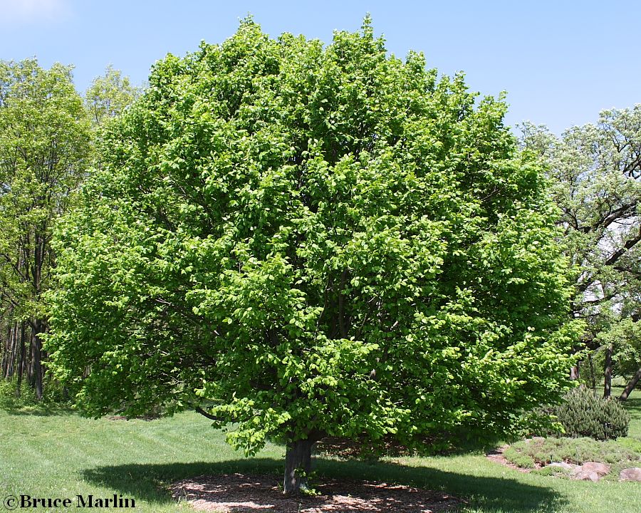 European Hornbeam