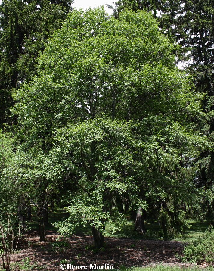 European White Alder