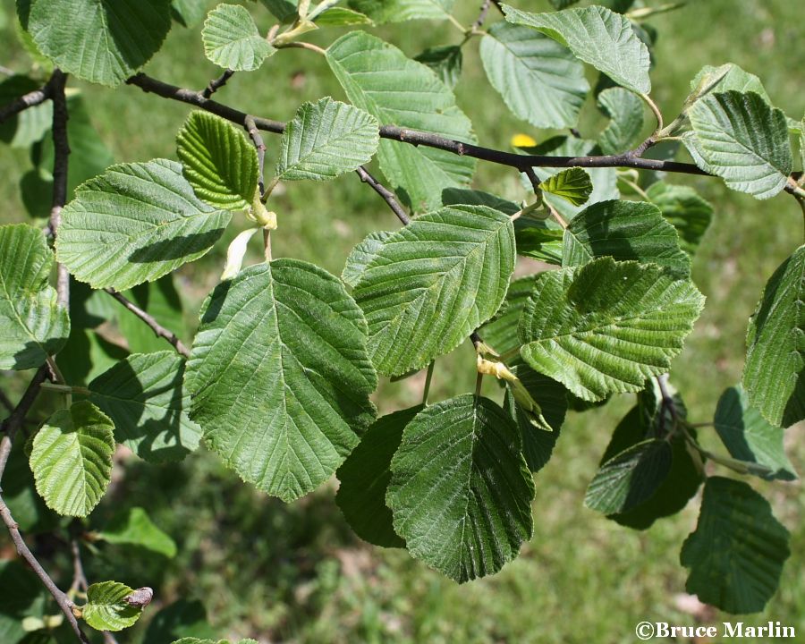 European White Alder summer foliage