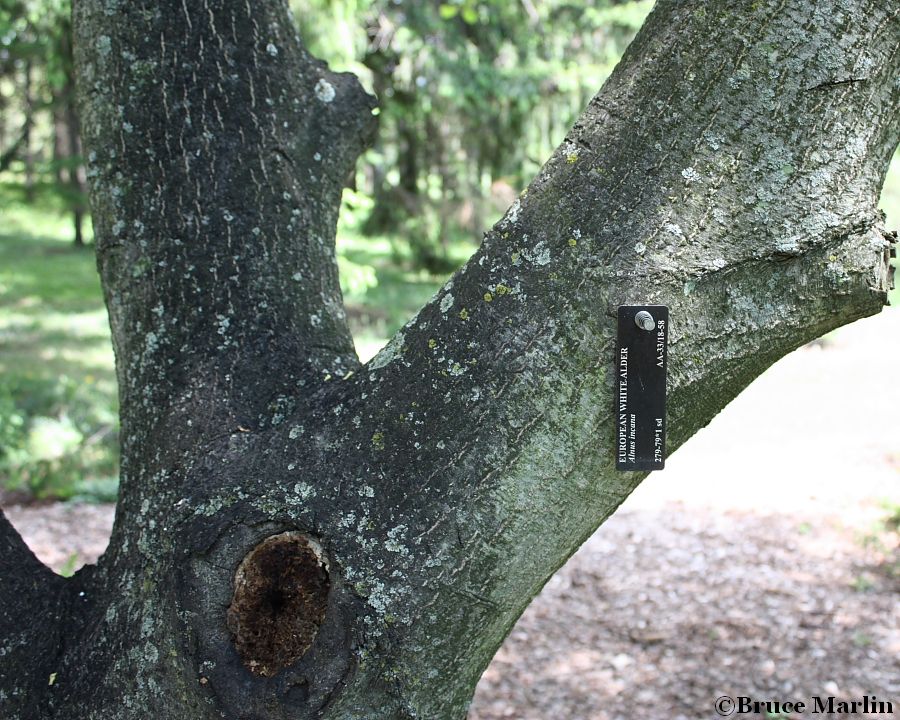 European White Alder bark