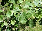 European White Alder - Alnus incana