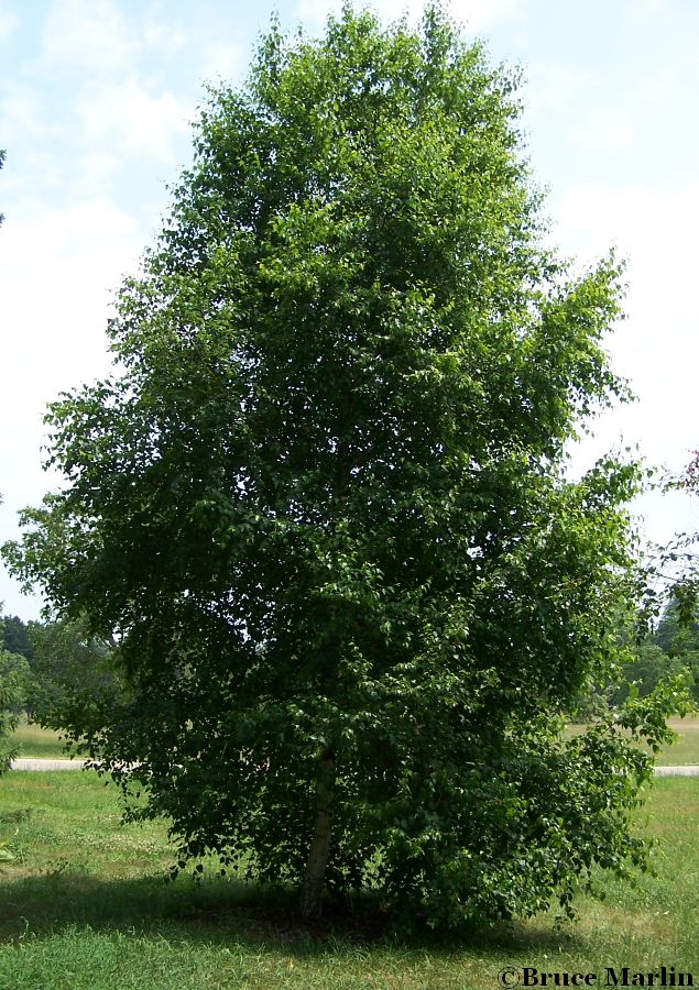 European White Birch