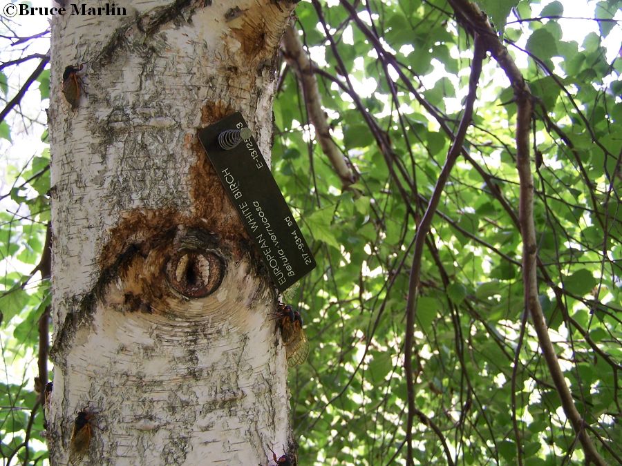 European White Birch bark