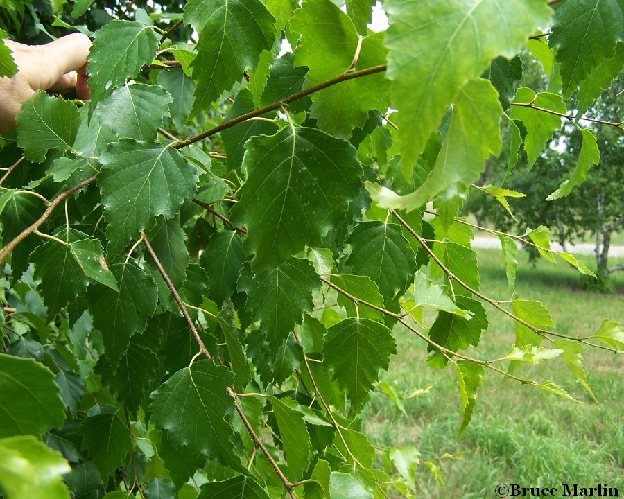 European White Birch foliage