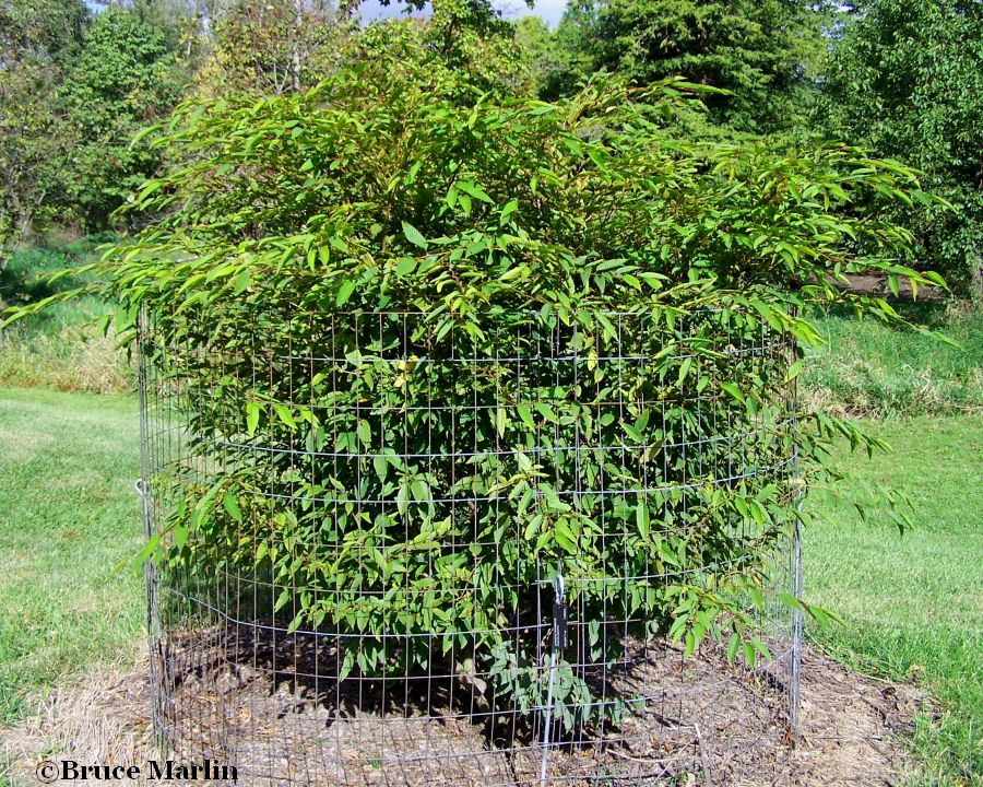 Japanese Hornbeam